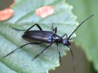 Stenurella nigra, Schwarze Schmalbock