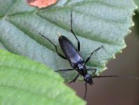 Stenurella nigra, Schwarze Schmalbock