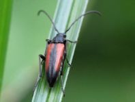 Kleiner Schmalbock, Stenurella melanura