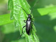 Stenurella nigra, Schwarze Schmalbock