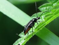 Stenurella nigra, Schwarze Schmalbock