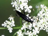 Stenurella nigra, Schwarze Schmalbock