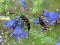 Kleiner Schmalbock, Stenurella melanura