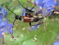 Kleiner Schmalbock, Stenurella melanura