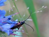 Kleiner Schmalbock, Stenurella melanura