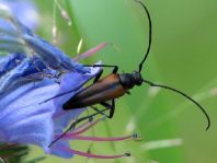 Kleiner Schmalbock, Stenurella melanura
