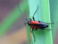 Kleiner Schmalbock, Stenurella melanura