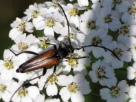 Kleiner Schmalbock, Stenurella melanura