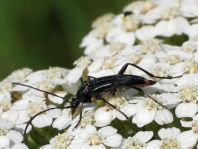 Stenurella nigra, Schwarze Schmalbock