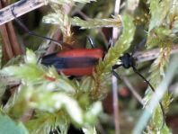Kleiner Schmalbock, Stenurella melanura