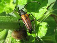 Kleiner Schmalbock, Stenurella melanura
