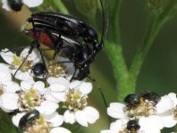 Stenurella nigra, Schwarze Schmalbock