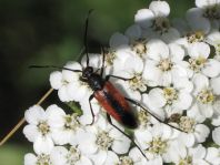 Kleiner Schmalbock, Stenurella melanura