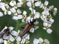 Kleiner Schmalbock, Stenurella melanura