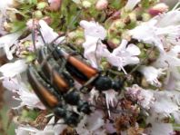 Kleiner Schmalbock, Stenurella melanura