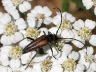 Kleiner Schmalbock, Stenurella melanura