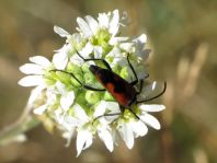 Stenurella bifasciata, Zweibindiger Schmalbock