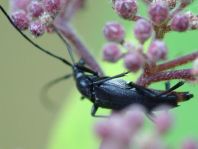 Stenurella nigra, Schwarze Schmalbock