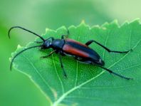 Kleiner Schmalbock, Stenurella melanura