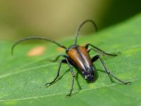 Kleiner Schmalbock, Stenurella melanura