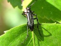 Stenurella nigra, Schwarze Schmalbock
