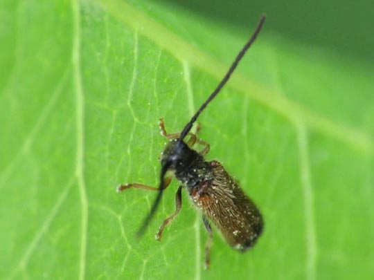 Tetrops praeustus