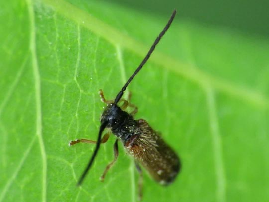 Tetrops praeustus