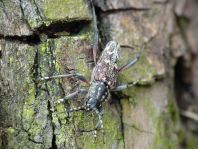 Xylotrechus rusticus, Dunkler Holzklafterbock