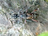 Xylotrechus rusticus, Dunkler Holzklafterbock
