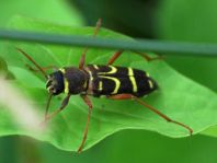Xylotrechus arvicola, Sauerkirschen-Widderbock