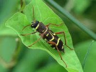 Xylotrechus arvicola, Sauerkirschen-Widderbock