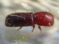 Borkenkäfer, Scolytidae