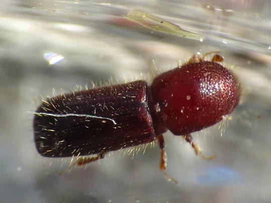 Borkenkäfer, Scolytidae