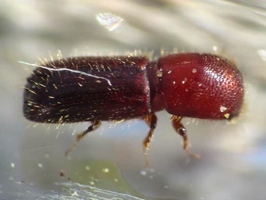 Borkenkäfer, Scolytidae