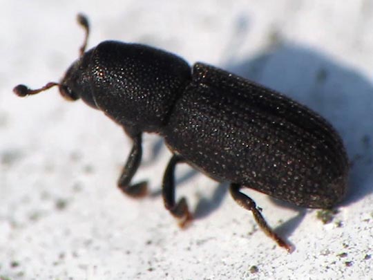 Hylastes sp.