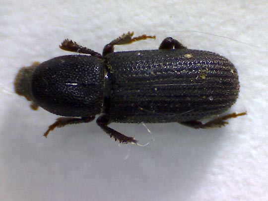 Hylastes sp.