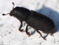 Hylastes sp.