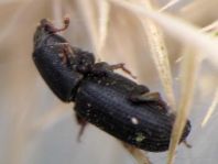 Hylastes sp.