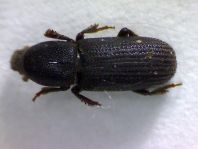 Hylastes sp.