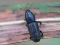 Hylastes sp.