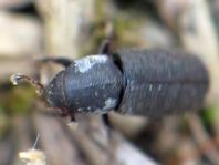 Hylastes sp.