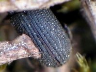 Hylastes sp.