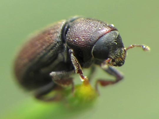 Hylurgops palliatus