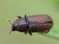 Hylurgops palliatus