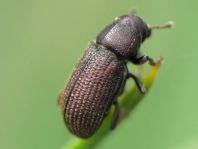 Hylurgops palliatus