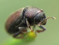 Hylurgops palliatus