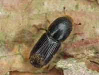 Ips sexdentatus