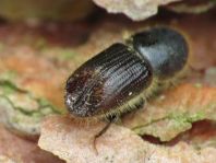 Ips sexdentatus