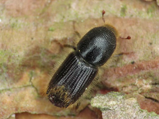 Ips sexdentatus