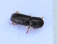 Borkenkäfer, Scolytidae